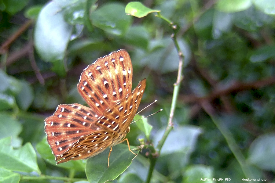 DSCF3870.jpg