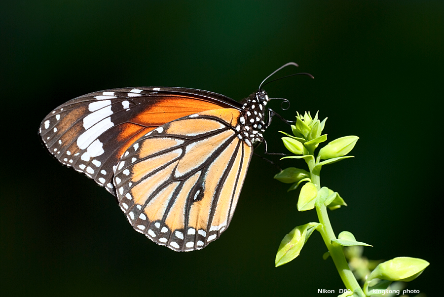 DSC_0592.JPG - SHING MUN