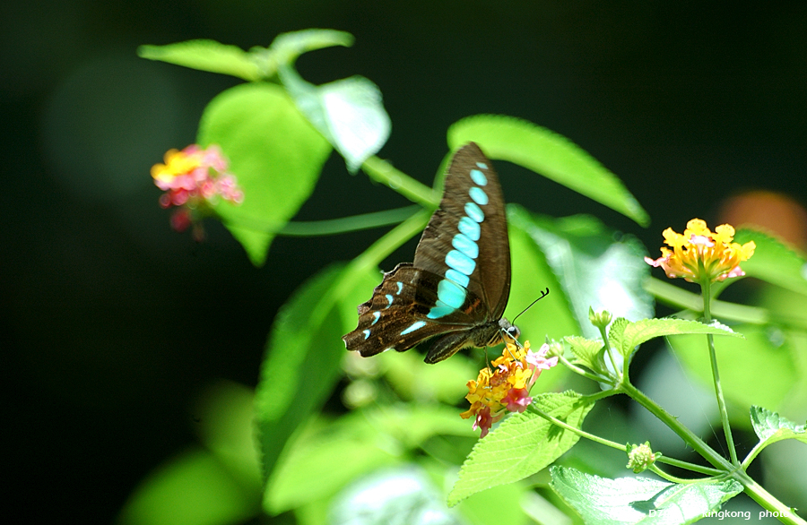 DSC_1295.jpg