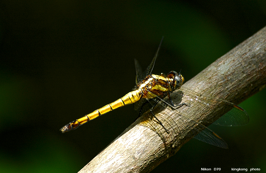 DSC_1582.JPG