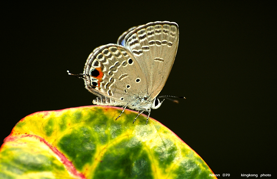 DSC_2899.JPG