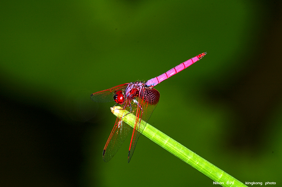 DSC_3239.jpg