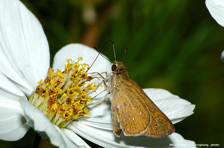 DSC_3259.jpg