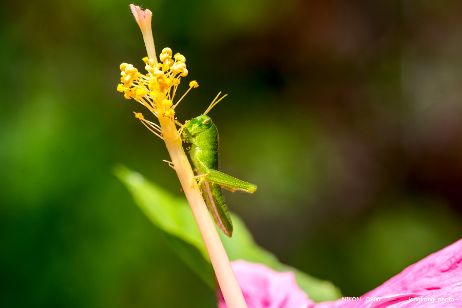 DSC_4804.jpg