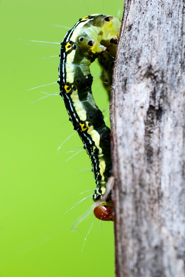 DSC_4964.jpg
