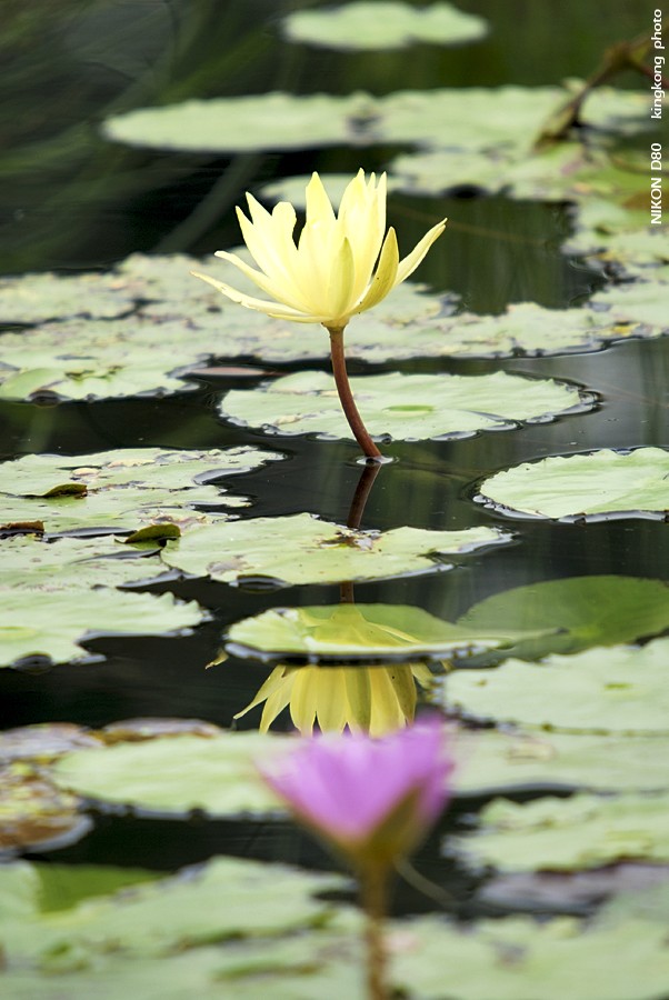 _DSC1275.jpg - Hong Kong Wetland Park