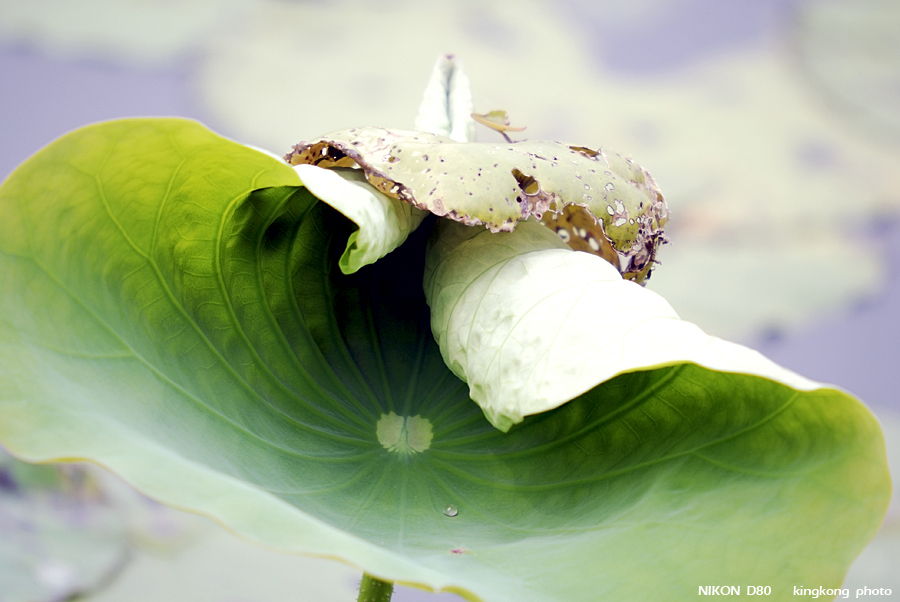_DSC1277.jpg - Hong Kong Wetland Park