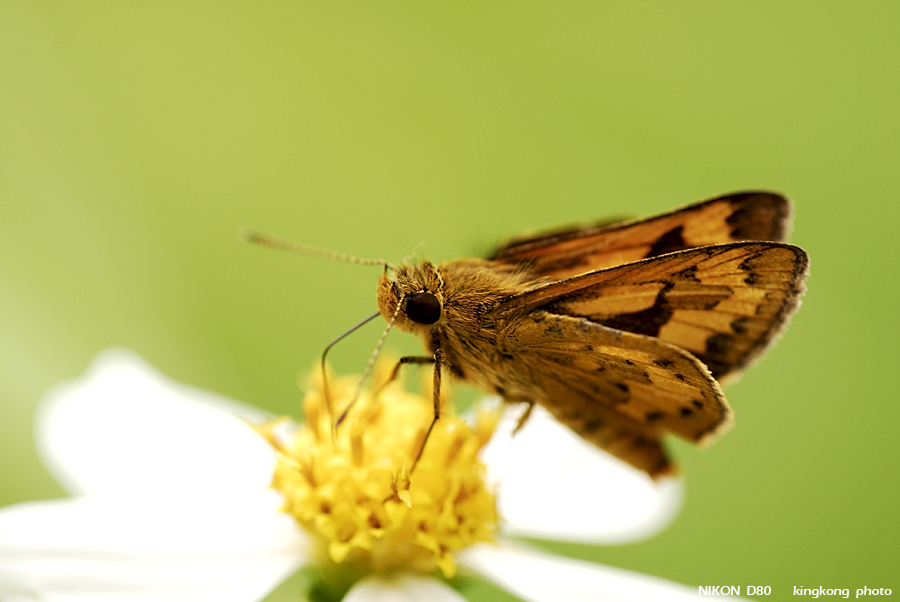 _DSC2019.jpg - FUNG YUEN 20-JUL-2008