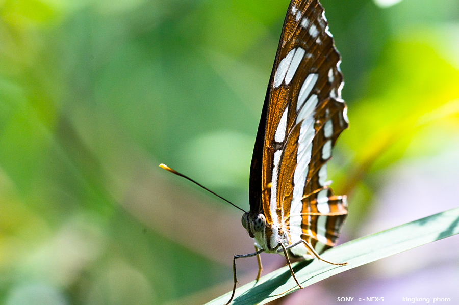 _DSC2056.jpg - SONY DSC