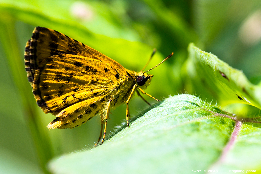 _DSC2080.jpg - SONY DSC