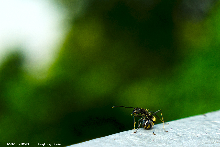 _DSC2353.jpg - SONY DSC