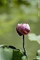 _DSC4944