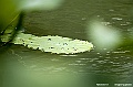 _DSC4954