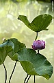 _DSC5065
