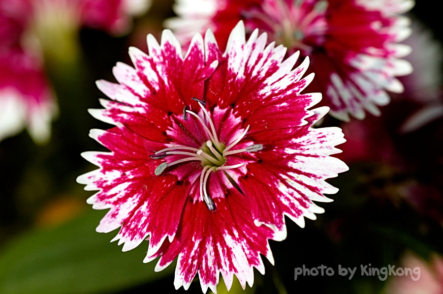 _DSC9337.jpg - Hongkong Flower Show 2005