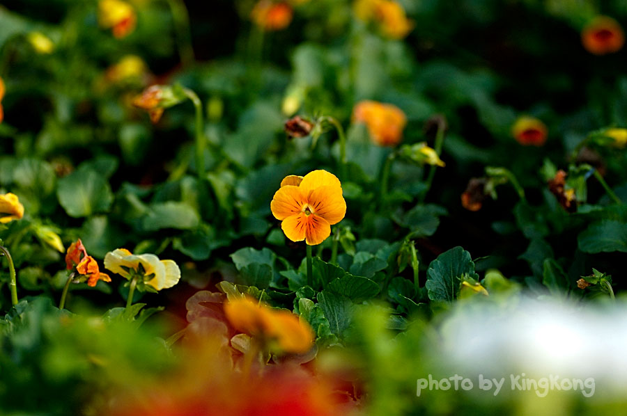 _DSC9376.jpg - Hongkong Flower Show 2005