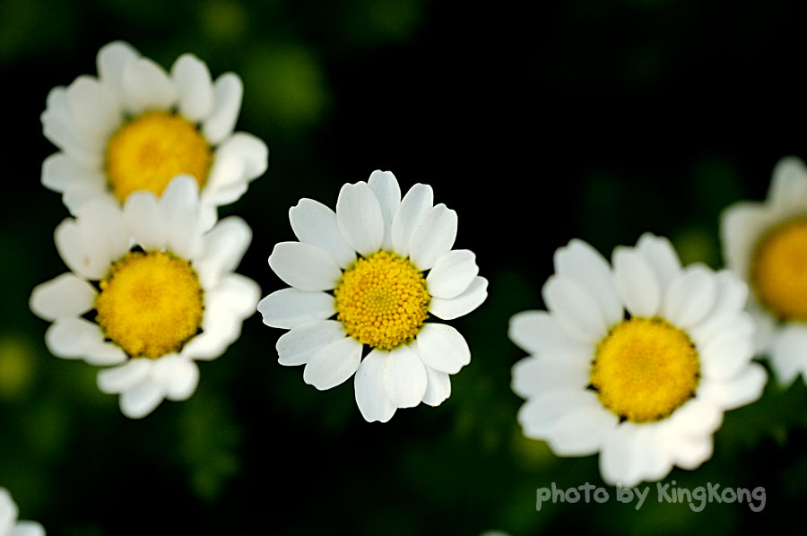_DSC9408.jpg - Hongkong Flower Show 2005