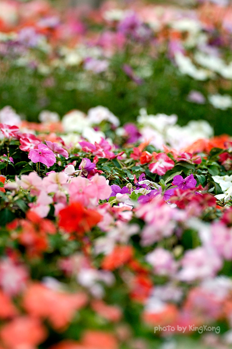 _DSC9464.jpg - Hongkong Flower Show 2005
