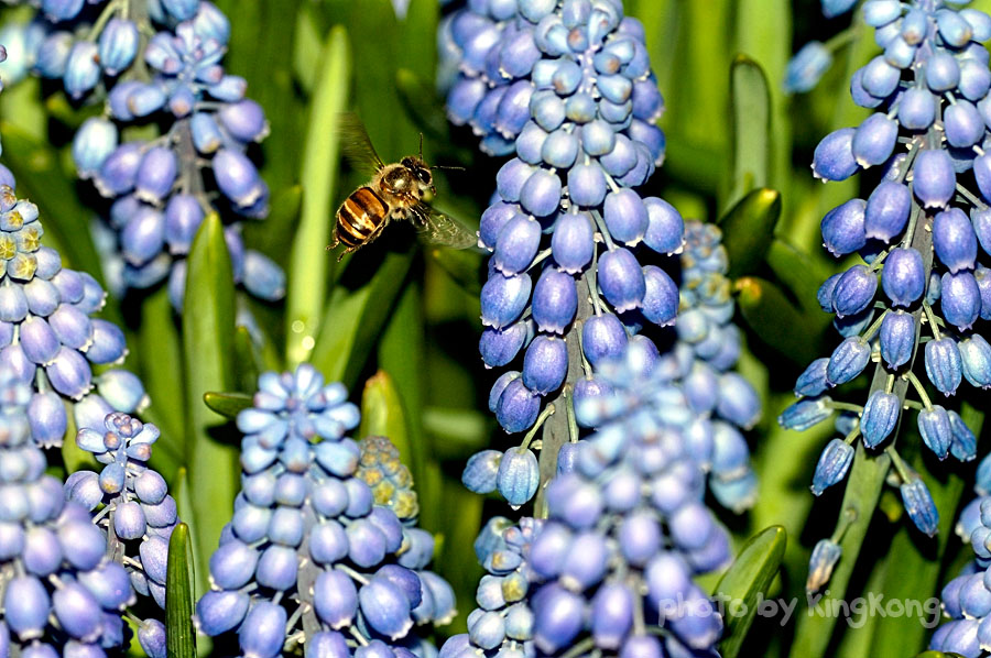 _DSC9559.jpg - Hongkong Flower Show 2005