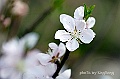 _DSC9352