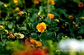_DSC9376