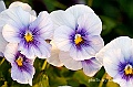 _DSC9379