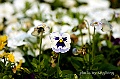 _DSC9380