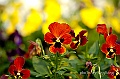 _DSC9381