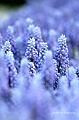 _DSC9505