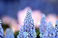_DSC9520