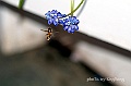 _DSC9545