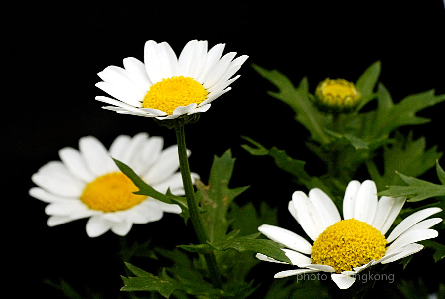 _DSC4198.jpg - HONGKONG FLOWER SHOW 2006