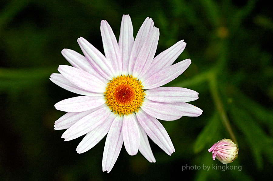 _DSC4233.jpg - HONGKONG FLOWER SHOW 2006