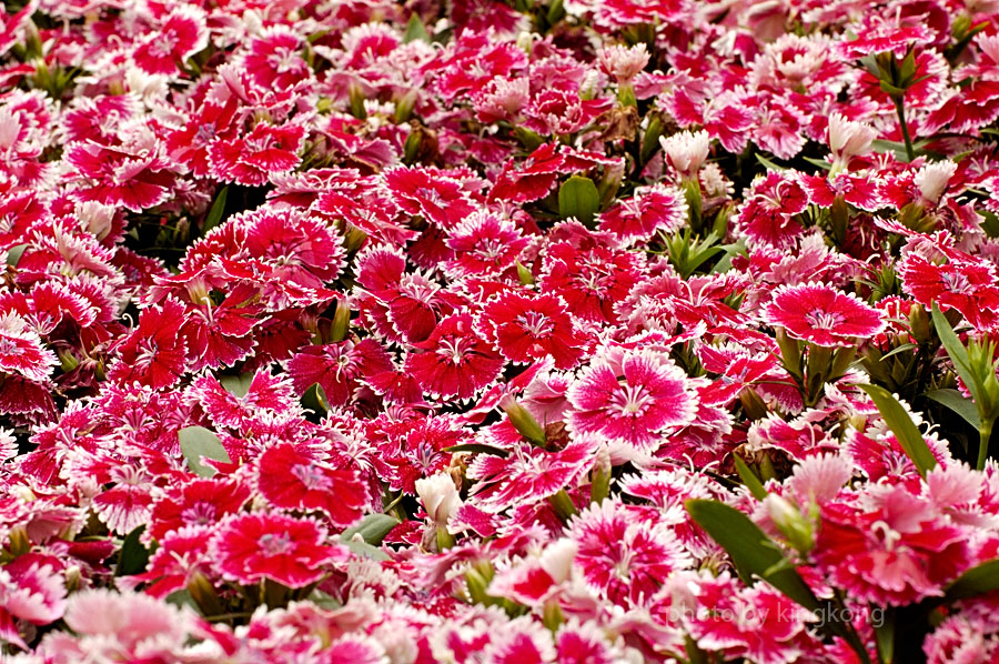 _DSC4253.jpg - HONGKONG FLOWER SHOW 2006