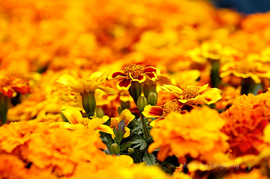 _DSC4477.jpg - HONGKONG FLOWER SHOW 2006