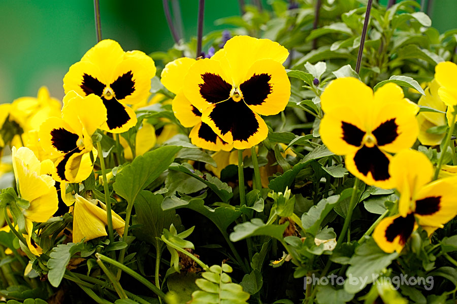_DSC4511.jpg - HONGKONG FLOWER SHOW 2006