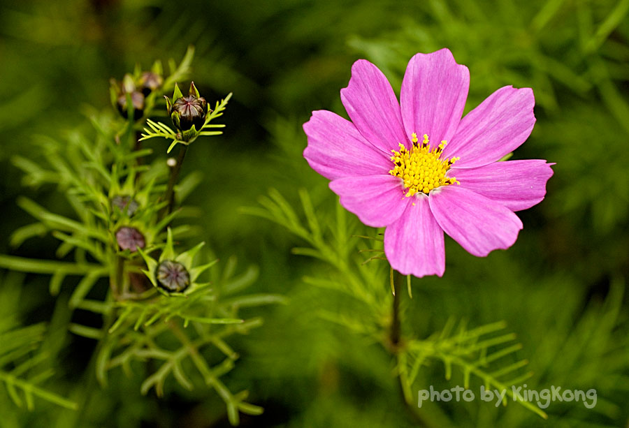 _DSC4514.jpg - HONGKONG FLOWER SHOW 2006