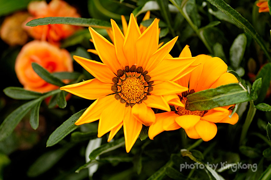 _DSC4527.jpg - HONGKONG FLOWER SHOW 2006