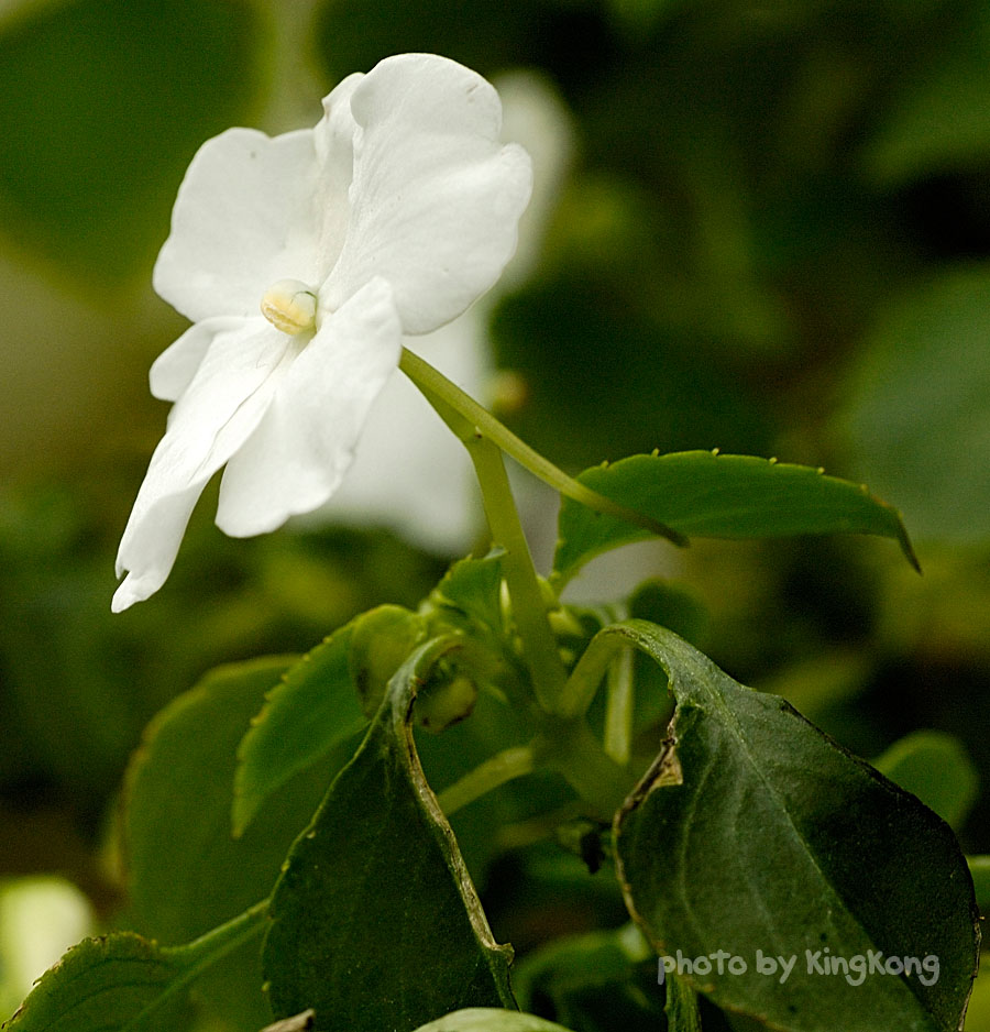 _DSC4539.jpg - HONGKONG FLOWER SHOW 2006