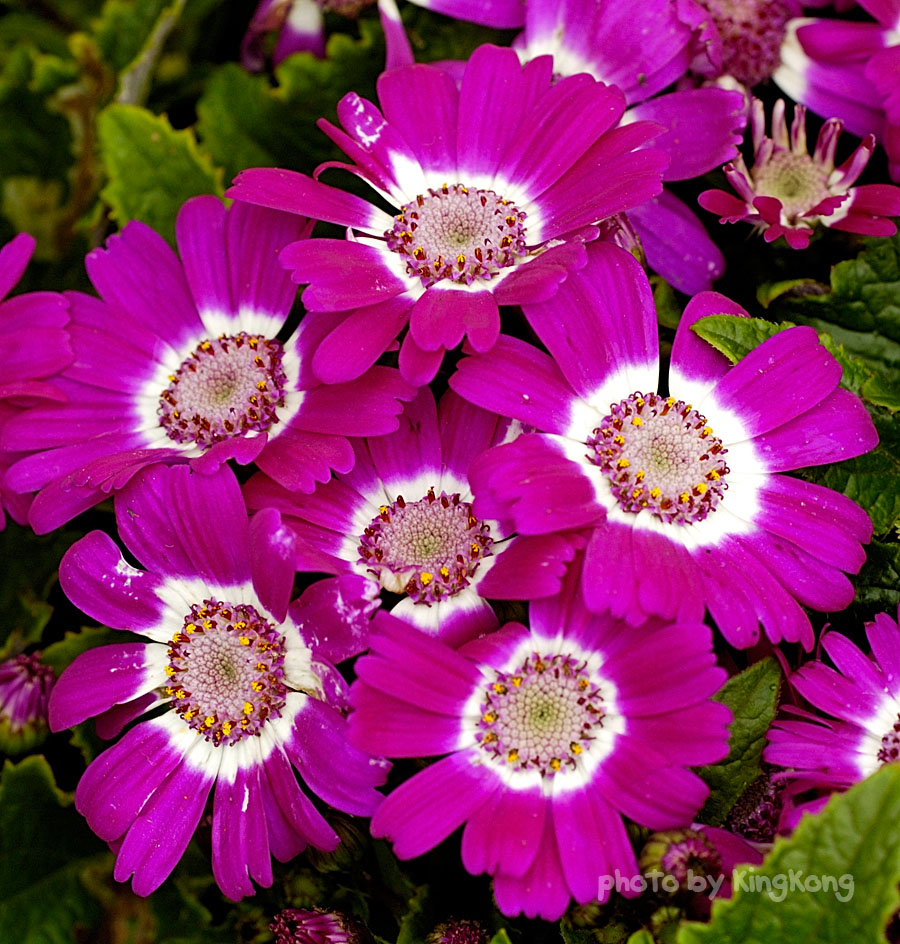 _DSC4548.jpg - HONGKONG FLOWER SHOW 2006