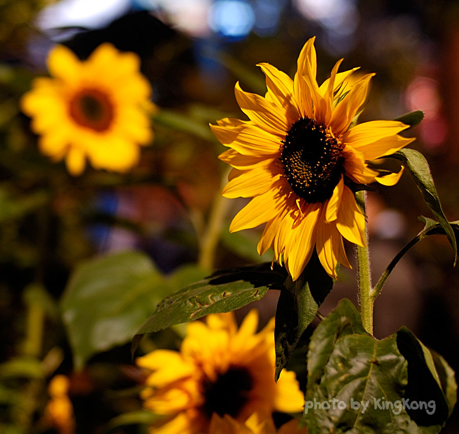 _DSC4780.jpg - HONGKONG FLOWER SHOW 2006