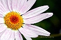 _DSC4238