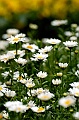 _DSC4459