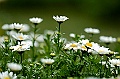 _DSC4461
