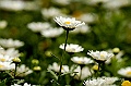 _DSC4486