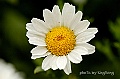 _DSC4493