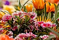 _DSC4536