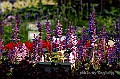 _DSC4632