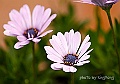 _DSC4675