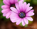 _DSC4698